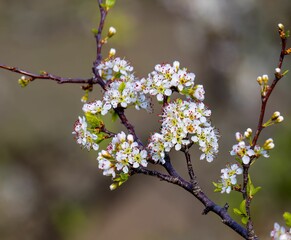 closeup of a tree with blossoms with a green background