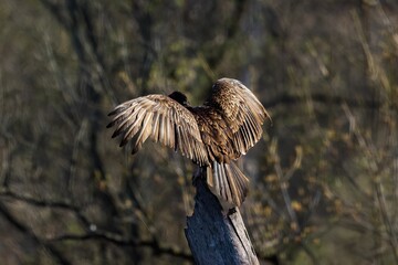 Majestic bird is perched atop a tall pole, its wings outstretched in a gesture of freedom and grace