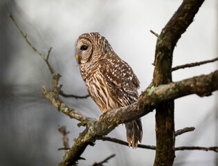 the owl is sitting on the tree branch looking away from the camera