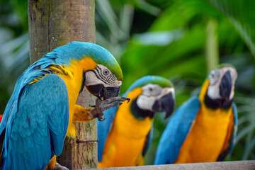 Found mostly in tropical and subtropical regions. Many parrots are vividly coloured, and some are multi-coloured.ability of some species to imitate human speech enhances their popularity as pets.