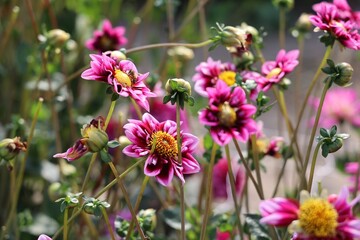 a large group of purple flowers blooming in the yard