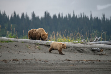 Brown bear sow and cub entering beach along Cook Inlet, Lake Clark.