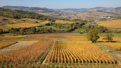 vignoble appellation Mâcon au pied de la roche de Solutré en bourgogne en automne - obrazy, fototapety, plakaty