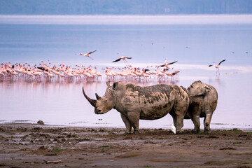 White rhinos in front of a lake full of flamingos, Lake Nakuru, Kenya.