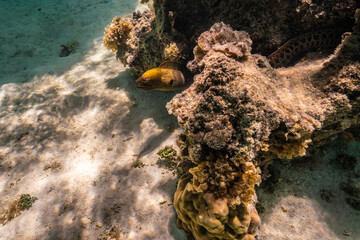French Polynesia, Moorea. Moray eel close-up.