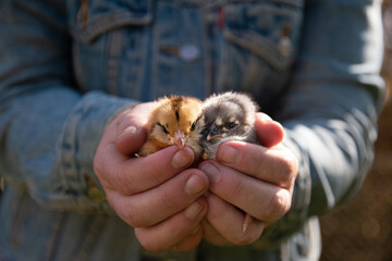 Hands Holding Two Baby Chicks