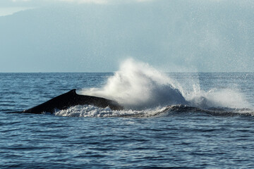 Fototapeta premium Humpback whale tail slapping