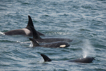 An orca family swimming along Icy Strait, Alaska.