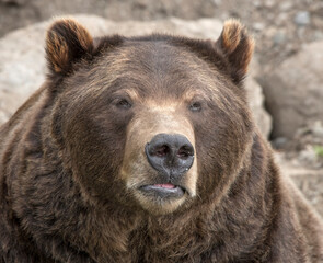 Closeup of brown bear at Fortress of the Bear, a rescue center in Sitka.