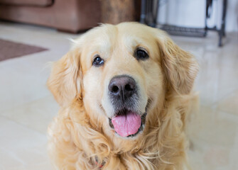 Golden Retriever dog