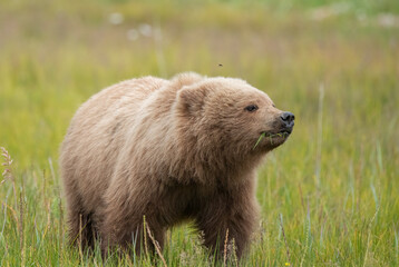 Obraz na płótnie Canvas Brown bear cub eating sedge grasses.