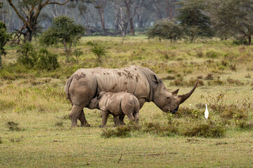 Fototapeta na wymiar White rhino and calf in the Lake Nakuru National Park, Kenya