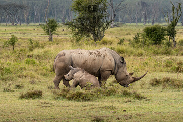 Obraz premium White rhino and calf in the Lake Nakuru National Park, Kenya