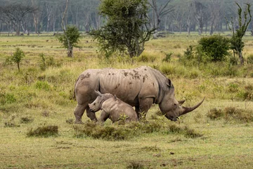 Foto op Canvas White rhino and calf in the Lake Nakuru National Park, Kenya © Lluislc