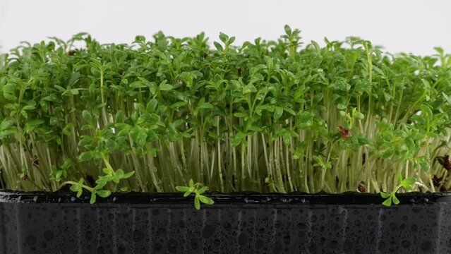Watering microgreens garden cress seedling of water. Slow motion. The microgreen in plastic trays.