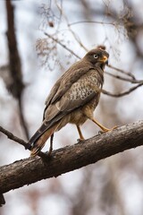 White eyed buzzard  bird sitting on branch of  a tree with beautiful background . One of the most beautiful bird to watch.
