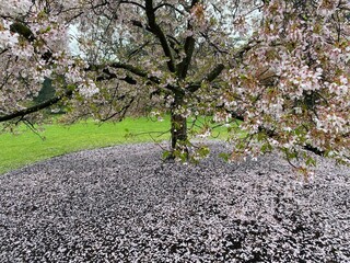 Fototapeta premium tree blossom