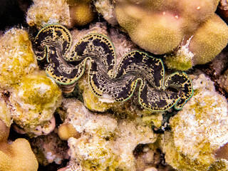 French Polynesia, Taha'a. Giant clam and coral underwater.