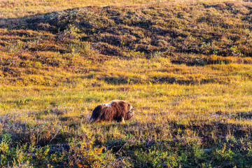 USA, Alaska, Noatak National Preserve, Noatak River. Bull Muskox walking on the arctic tundra.