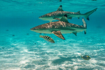 French Polynesia, Moorea. Black-tipped reef sharks. - obrazy, fototapety, plakaty