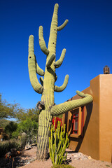 Apache Junction, Arizona, USA. Saguaro cactus