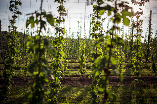 Hops growing at a hops farm