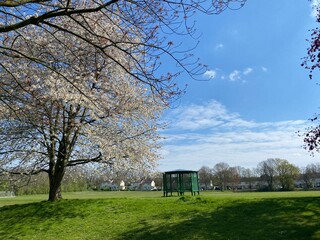 Obraz premium blossom tree