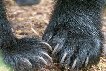 Sharp claws help this black bear catch fish.