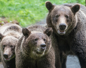Closeup of brown bear family, too close.