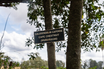 Sign for a Calodendrum Capense - also known as a Cape Chestnut tree (Murarachi) in Kenya