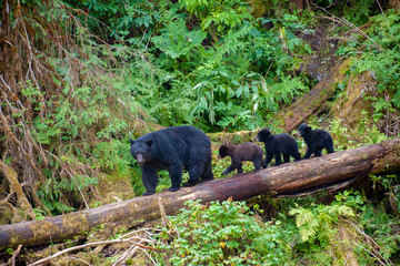 Black bear triplets follow mom at Anan Creek. - obrazy, fototapety, plakaty