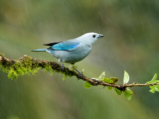 Blue-gray tanager on limb, Costa Rica, Central America