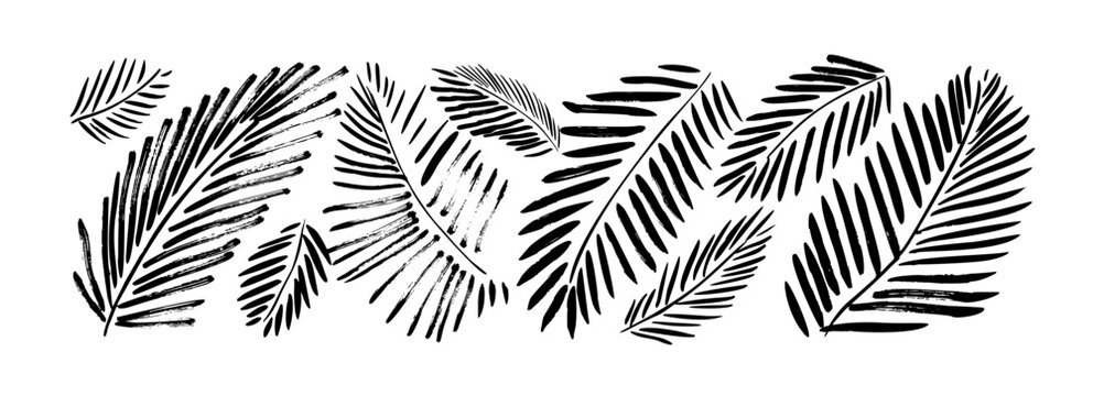 Exotic palm leaves in linear style collection. Brush drawn tropical palm leaves isolated on white background. Handdrawn vector ink illustration. Botanical grunge elements. Tropical foliage.