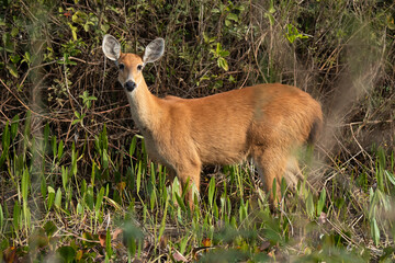 Marsh Deer, Brazil, South America