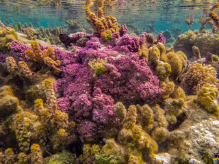 French Polynesia, Taha'a. Underwater coral varieties close-up.
