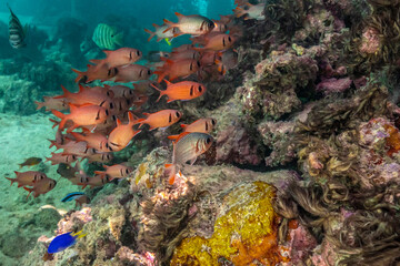 French Polynesia, Moorea. School of soldierfish and coral.