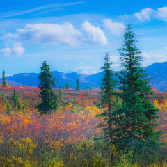 Alaska, Denali National Park. Fall landscape with fall colors.