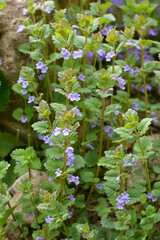 Glechoma hederacea blooms in nature in spring