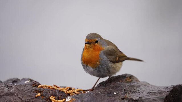robin on a rock and eating maggot
