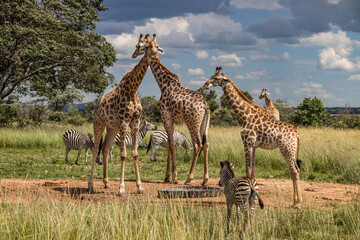 Obraz premium Several wild animals (zebra and giraffe), gathering around water source in savannah in national preservation park Imire, in Zimbabwe, scenic landscape before sunset, touristic destination for safari