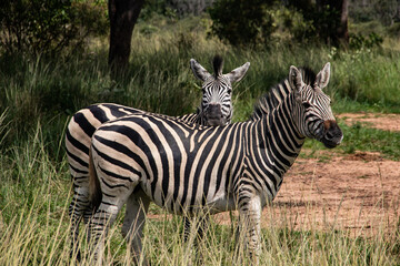 Zebra in her natural habitat in Imire Rhino and Wildlife Conservancy, Zimbabwe, Africa