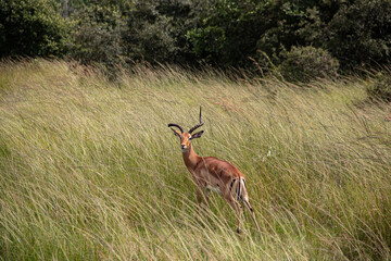 Naklejka na ściany i meble The impala or rooibok (Aepyceros melampus), medium-sized antelope resting in savannah grass, in Imire Rhino & Wildlife Conservancy National Park, Zimbabwe