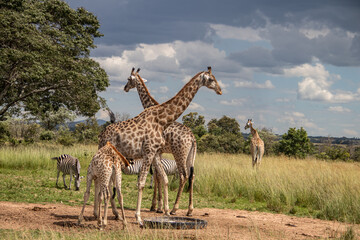 Several wild animals (zebra and giraffe), gathering around water source in savannah in national preservation park Imire, in Zimbabwe, scenic landscape before sunset, touristic destination for safari