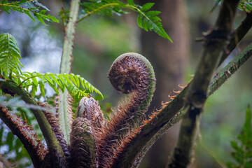 The damp Cloud Forest in the high Andes abounds with numerous species of ferns.