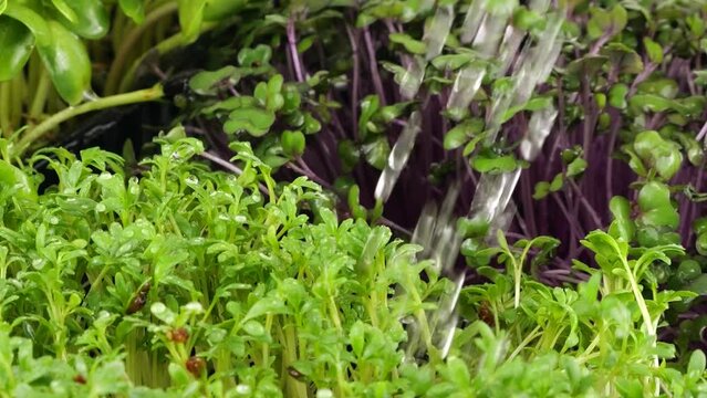 Watering microgreens of water. Cabbage purple seedling, arugula and helianthus. Slow motion. The microgreen in plastic trays.