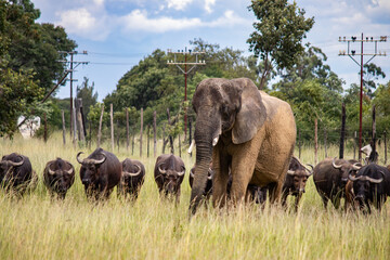 Obraz premium Members of big five African animals, elephant and buffalo walking together in savannah in African open vehicle safari in Zimbabwe, Imire Rhino & Wildlife Conservancy