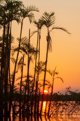 The sun sets at Latitude 0 during this equatorial sunset in the Amazon.