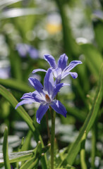 Chionodoxa forbesii 'Blue Giant' - Schneeglanz