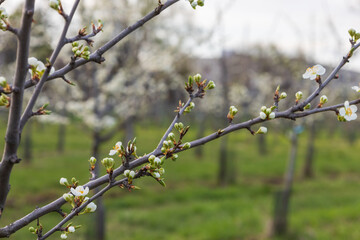Beautiful plum orchard. There are white flowers on the trees. There is green grass between the trees. The sky is blue.