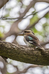Laughing Kookaburra sitting on Branch of a Tree, Queensland; Australia.